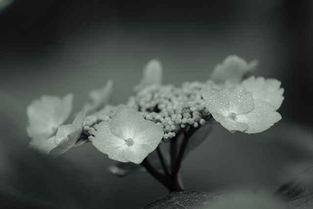 紫陽花に魅せられて