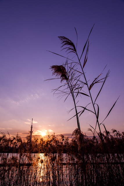 夕暮れ芒