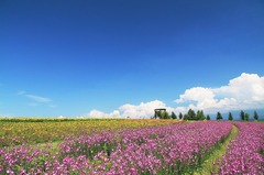 2009　美瑛の夏