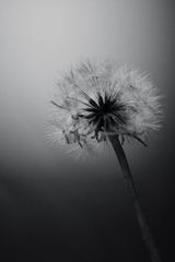 Dandelion of autumn 