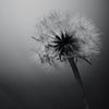 Dandelion of autumn 