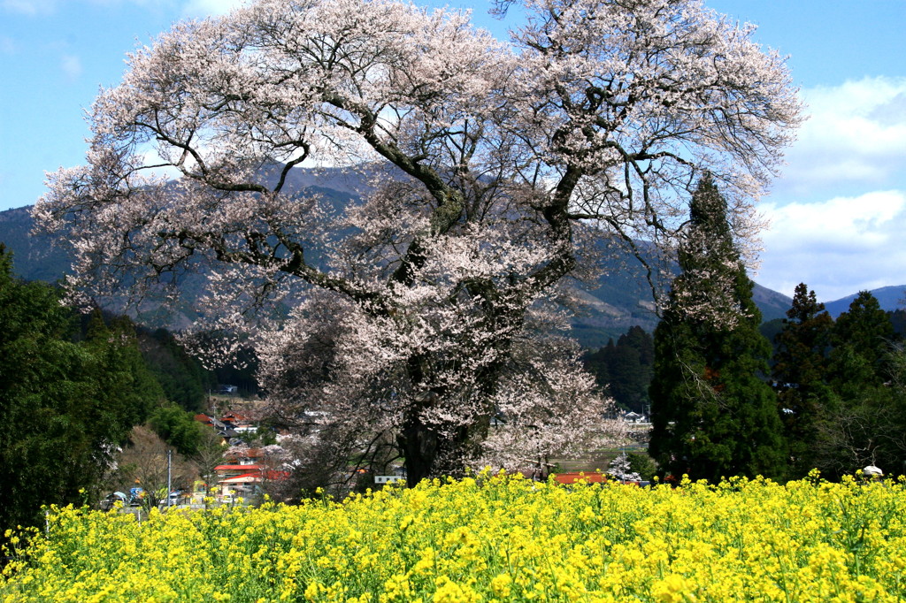 花の共演