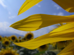 黄色の太陽