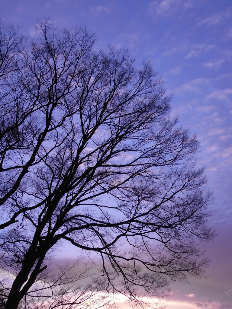 夕暮れ時のシルエット