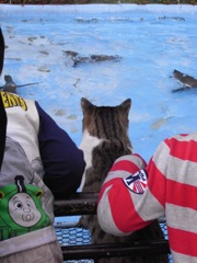 僕のお魚