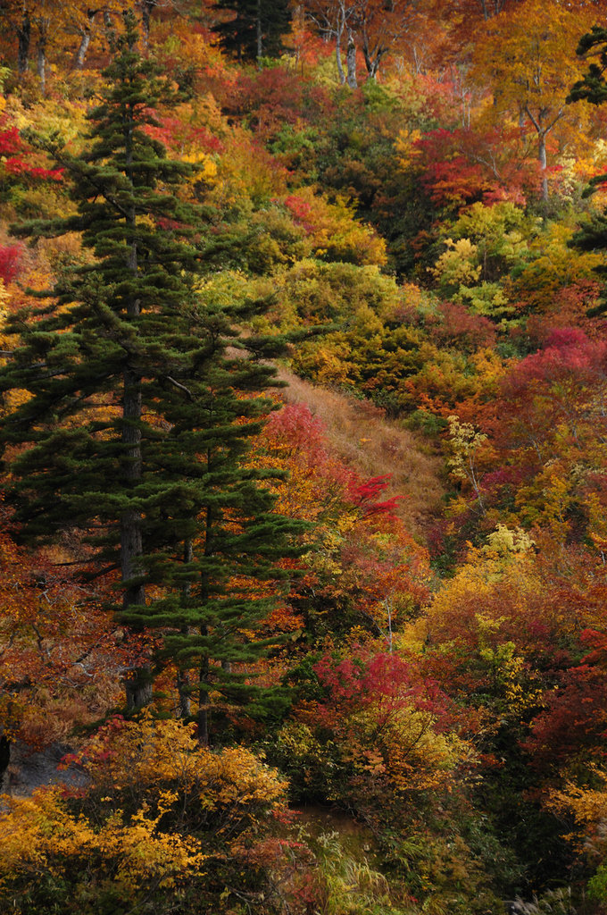 白山スーパー林道の紅葉１