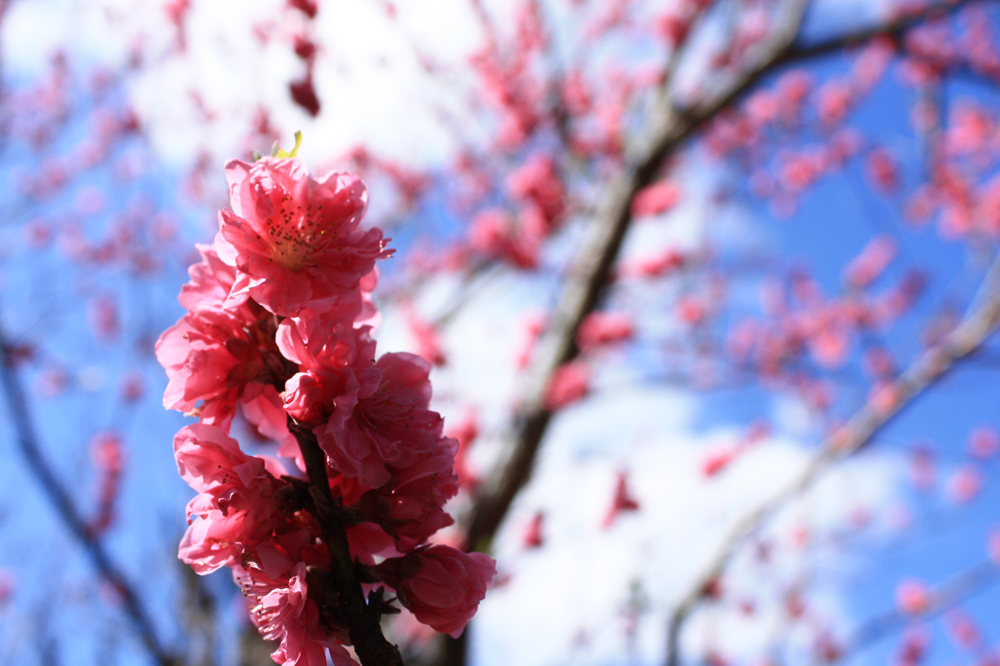 pink！