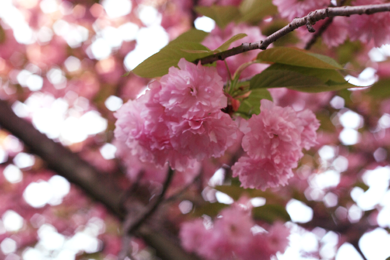 桜がもさっ