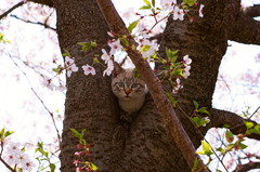 猫も花見