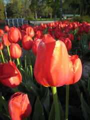 チューリップ