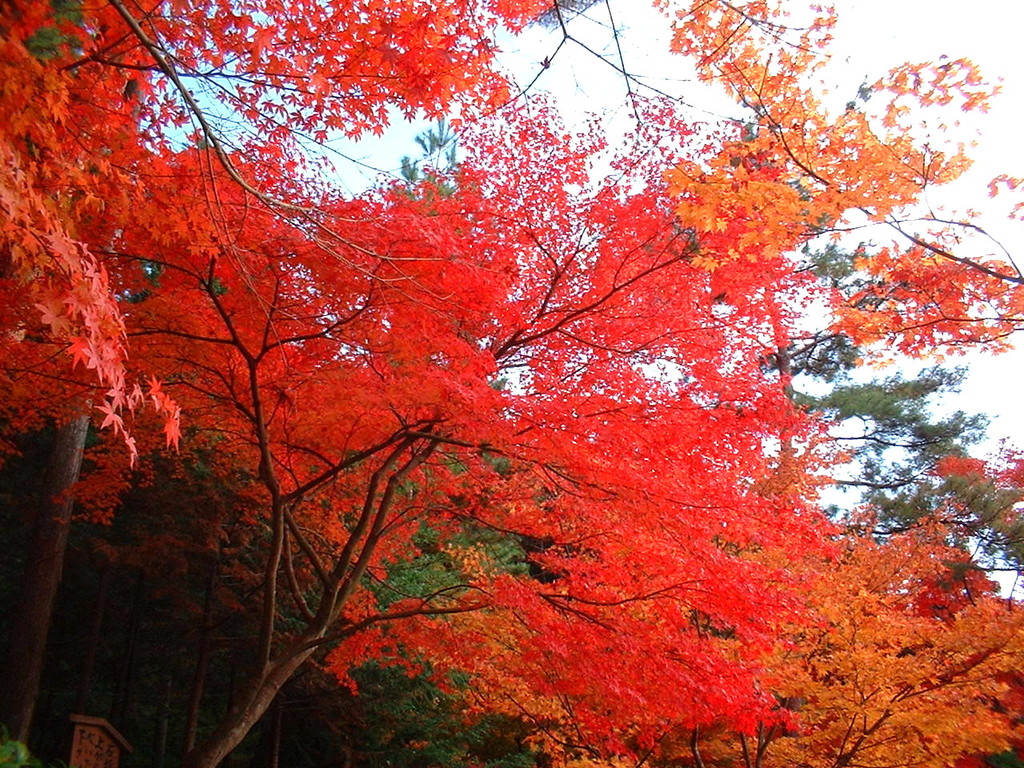 京都