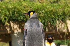 東山動物園にて