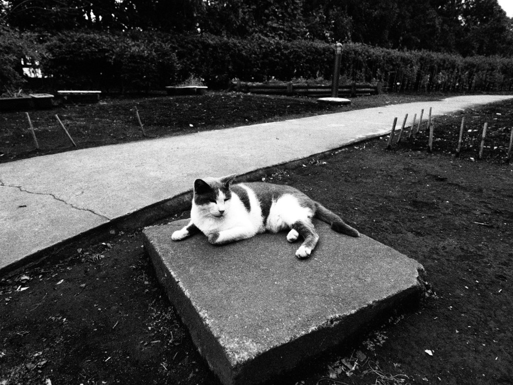 江の島のボス猫