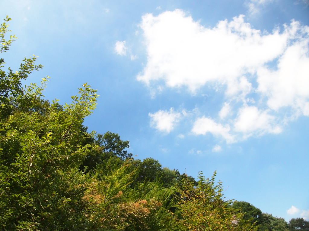 空と雲と緑。