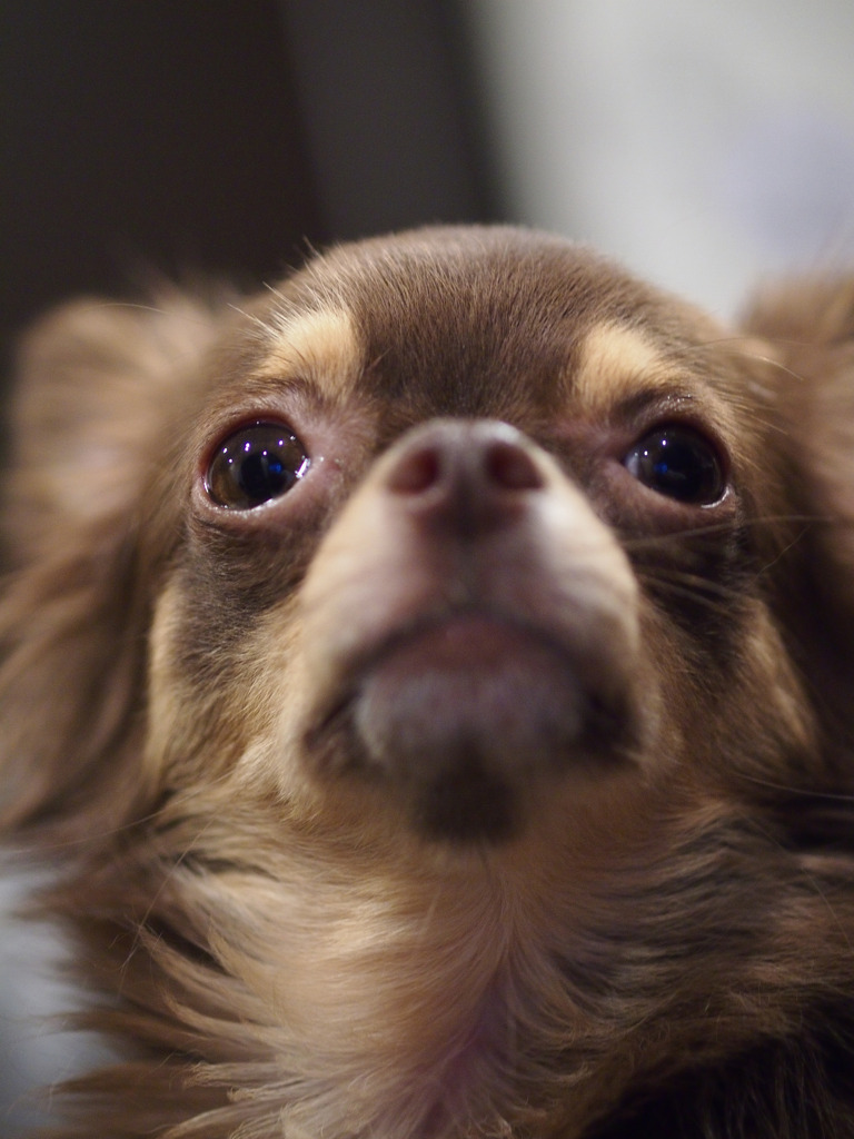 チワワ♂　2歳　吠える。