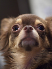 チワワ♂　2歳　吠える。