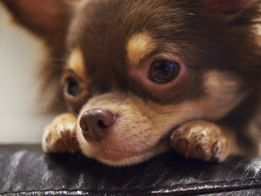 チワワ♂　2歳　疲れる。。