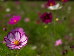 秋桜　8