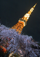 夜桜を見下ろして