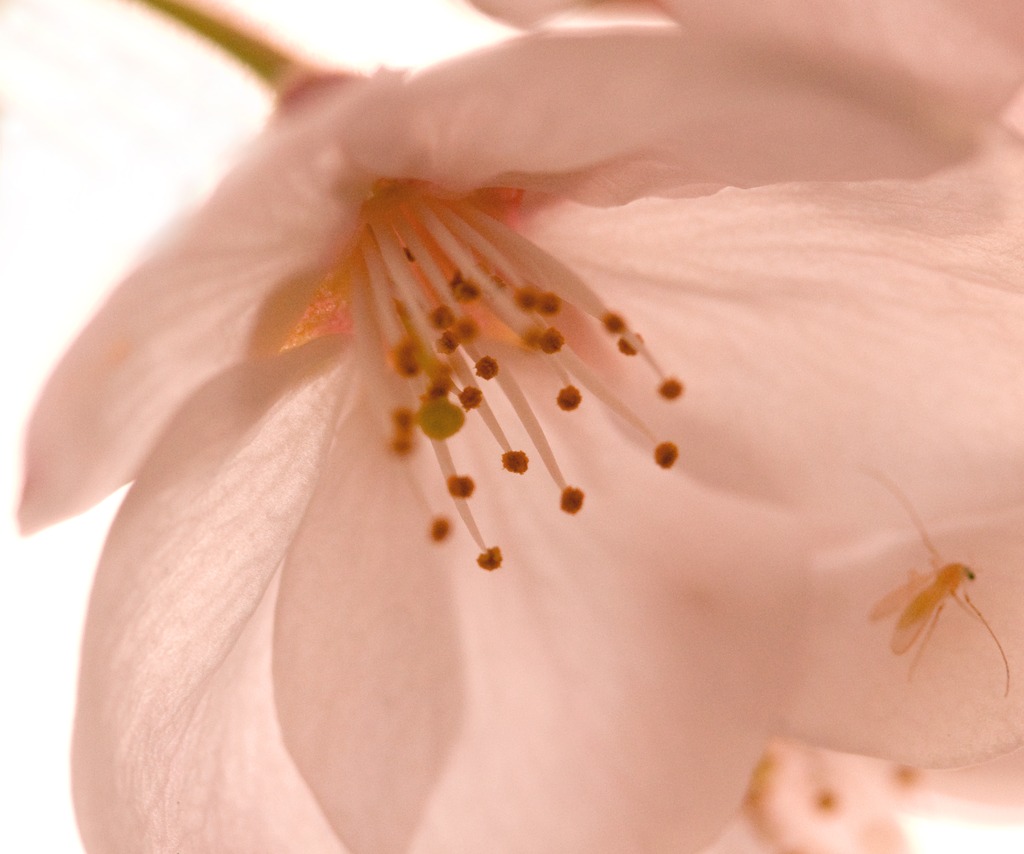 桜　～　花惑い