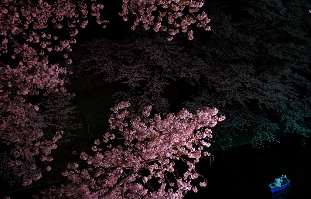 満開の桜の樹の下で