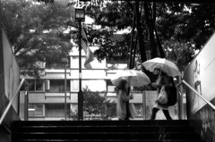 雨の表参道