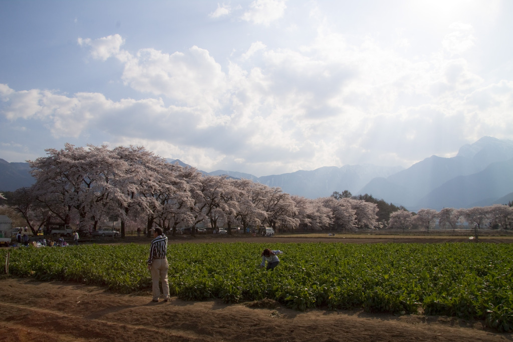 桜の下で、菜の花摘み。