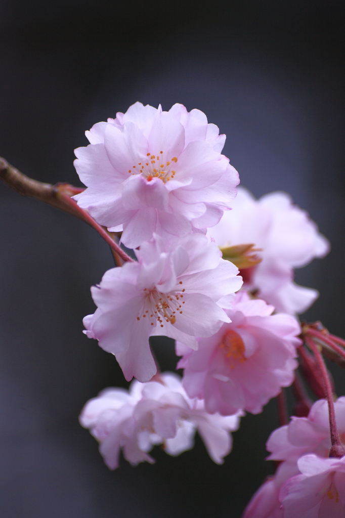 八重桜