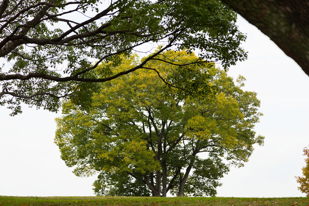 丘のむこうに木があるのです。