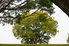 丘のむこうに木があるのです。