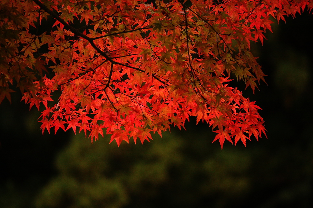 紅葉