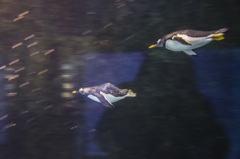 Flying penguin 2