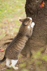 ツメはね、こうやって、こうやって、研ぐにゃあ〜