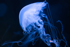 Dance of the jellyfish