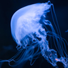Dance of the jellyfish