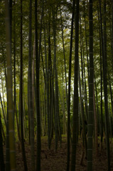 竹林