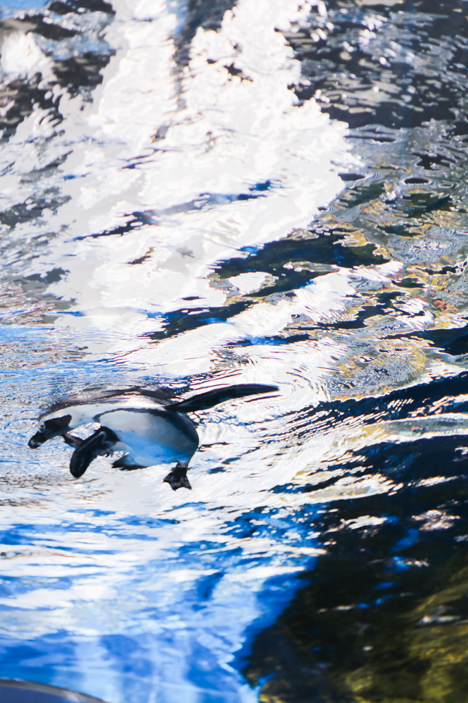 Flying penguin