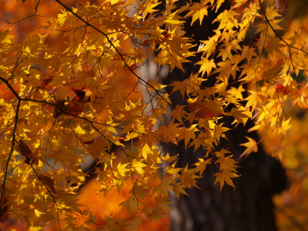 081115_六甲紅葉_01