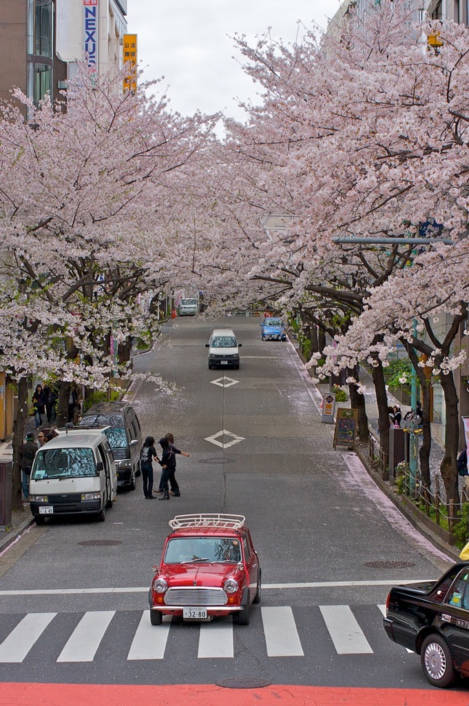 桜と車