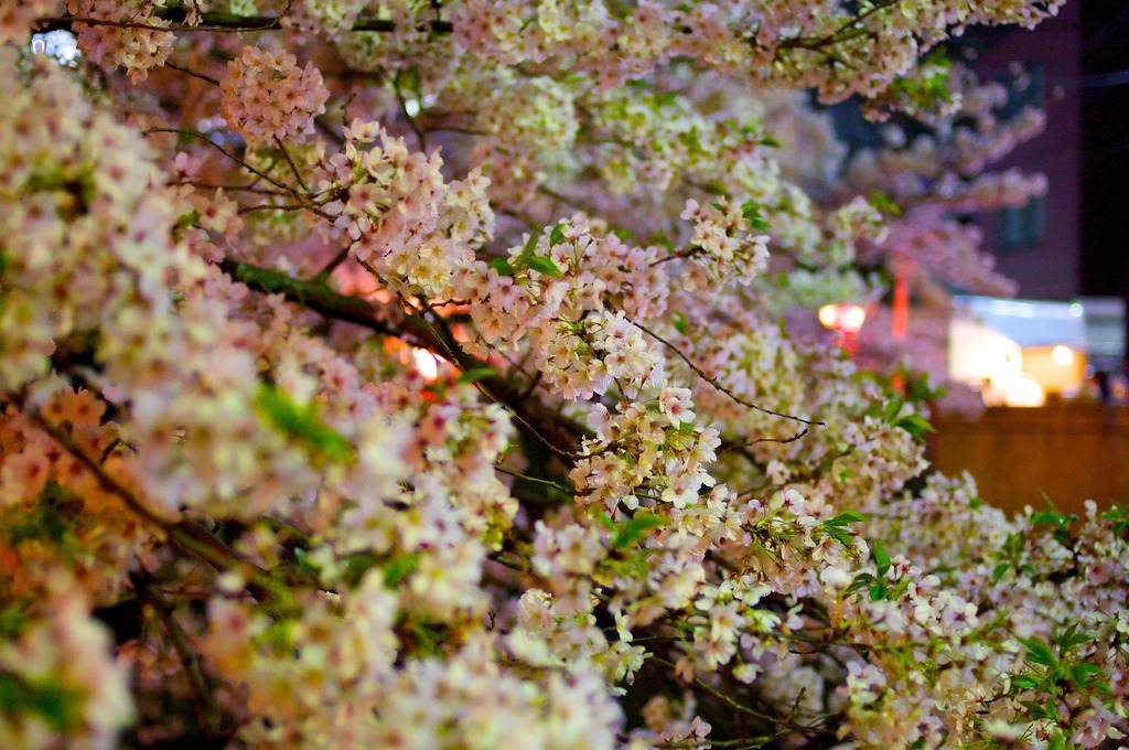 目黒川の桜２