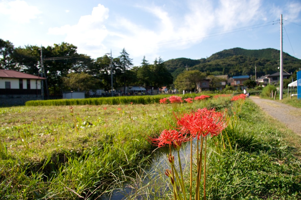 曼珠沙華