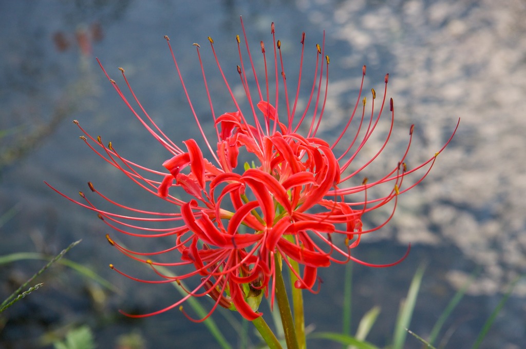 曼珠沙華