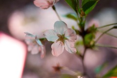 目黒川の桜３