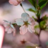 目黒川の桜３