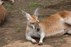 うつらうつらカンガルー