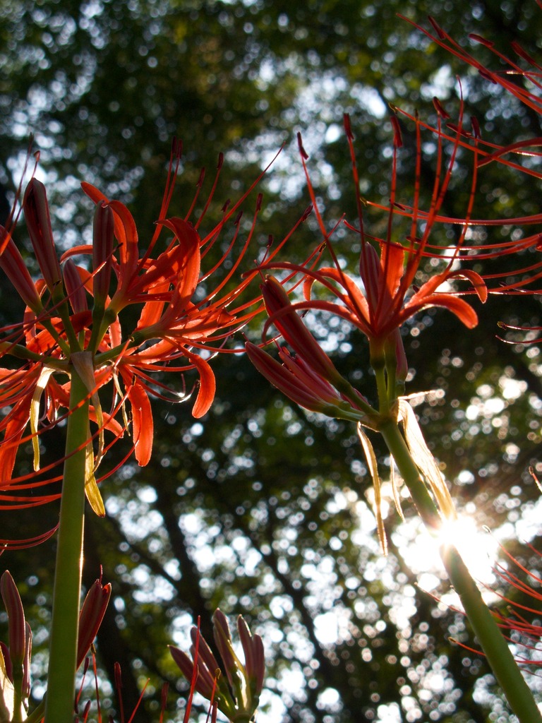 曼珠沙華