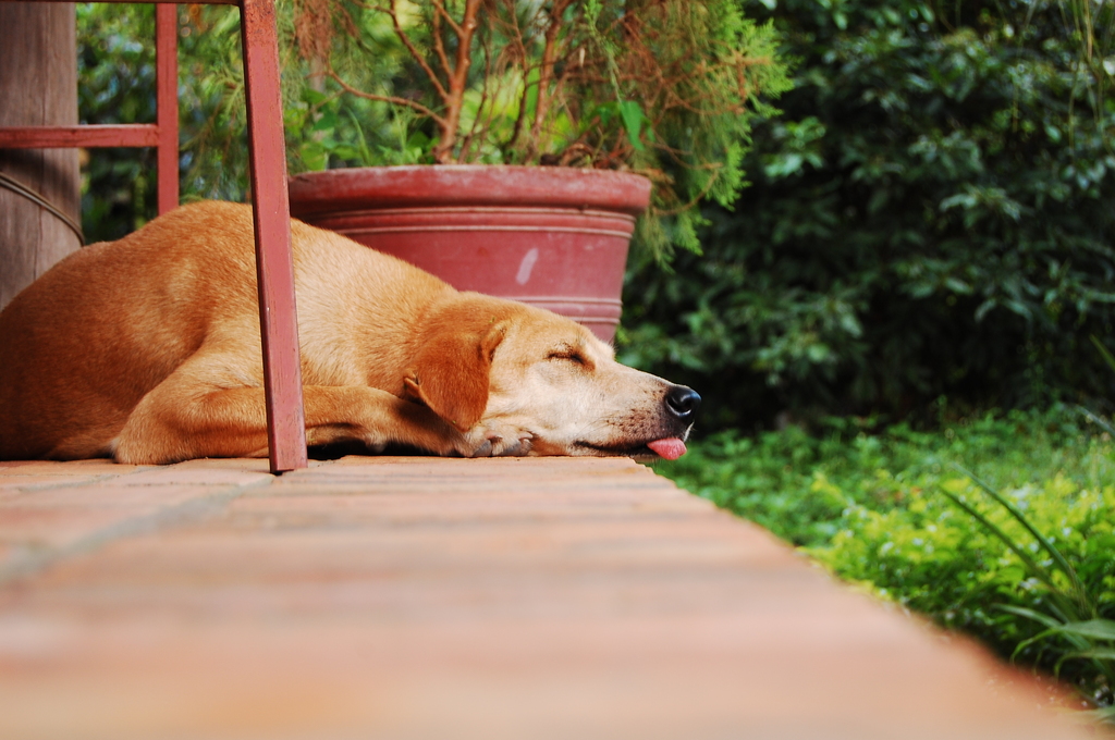 カンボジアの犬