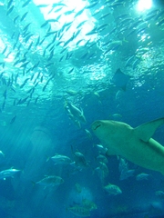 美ら海水族館