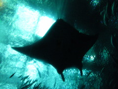 美ら海水族館