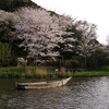 庭園の池と小舟と桜の絵